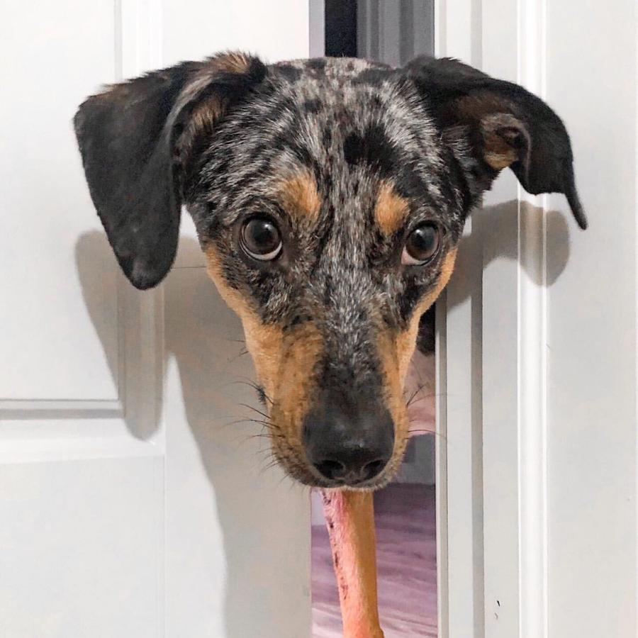 Dog looking through a partially open door controlled by a Door Buddy door strap designed to keep dogs out of litter box rooms.