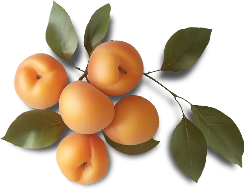 The image shows Apricot which is one of the ingredients in Cleanser