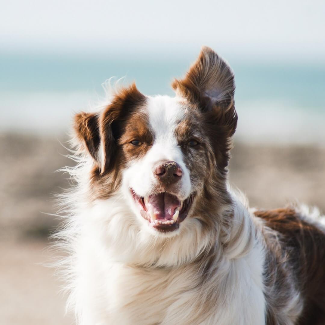 Stop the Shed Tips To Manage Your Dog's Summer Shedding TrueHarness™