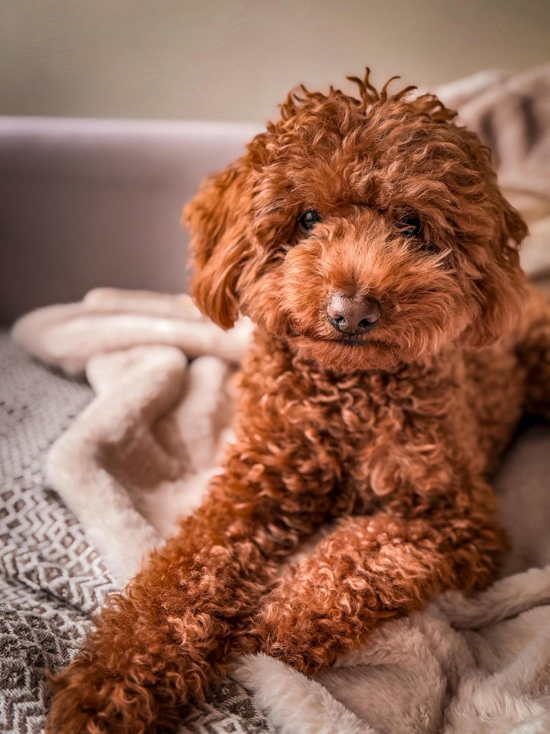 Toy Poodle