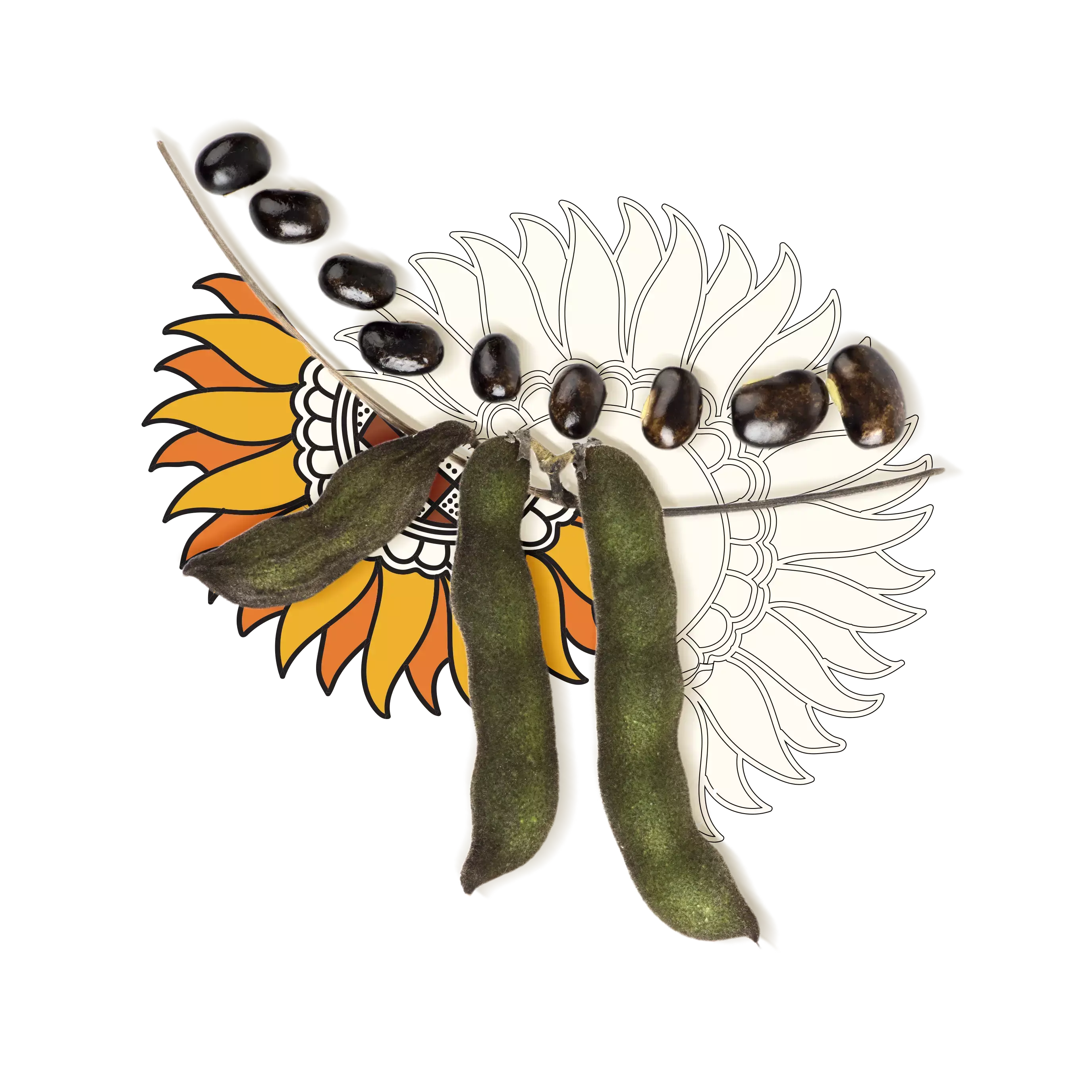 Few velvet beans surrounded by floral artworks