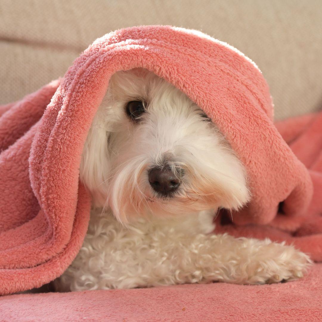 Maltese dog under blanket