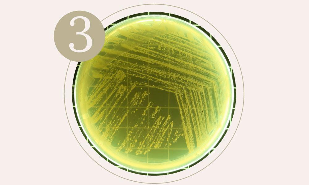 Bacteria cutibacterium