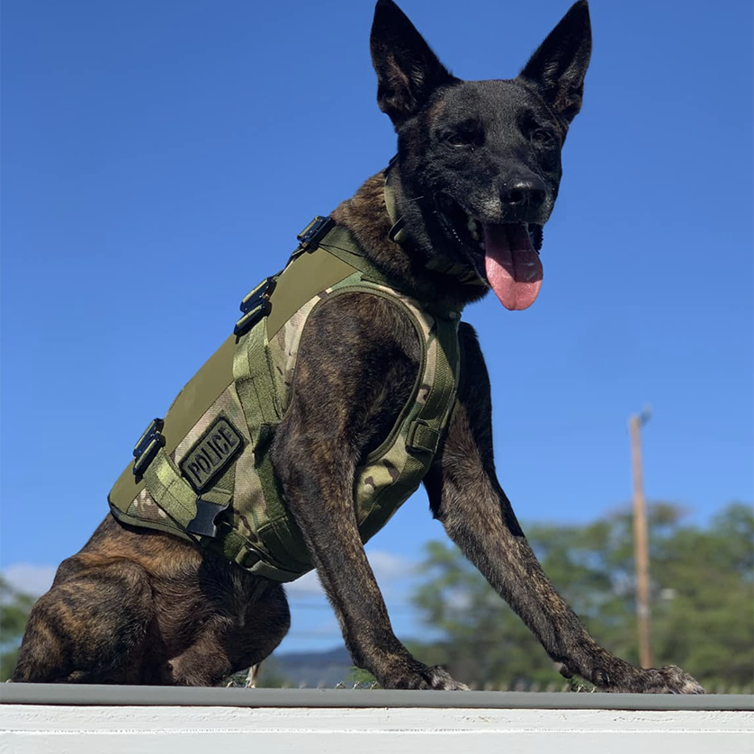 k9 odin