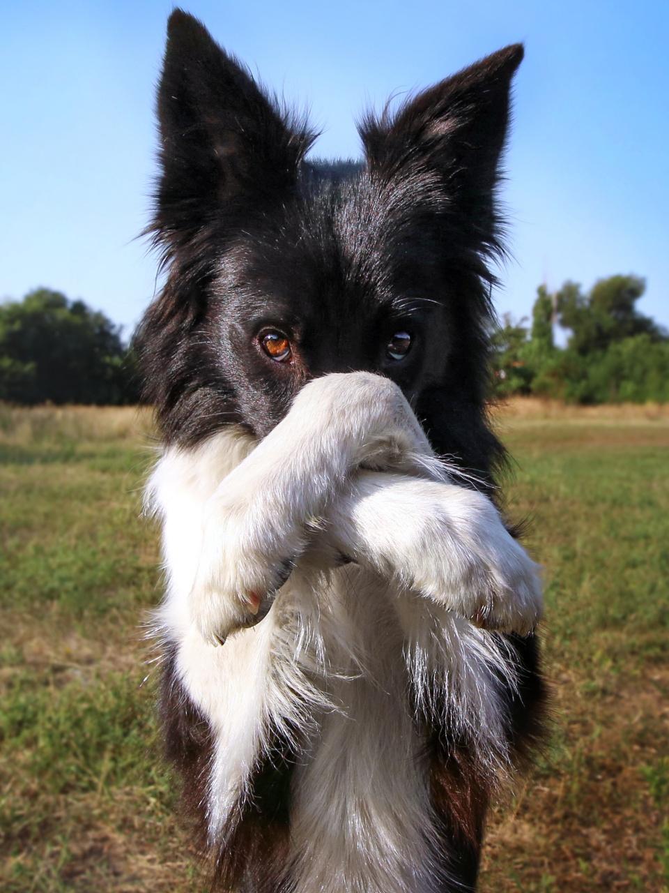A playful black-and-white dog covers its snout with both paws while sitting outdoors.