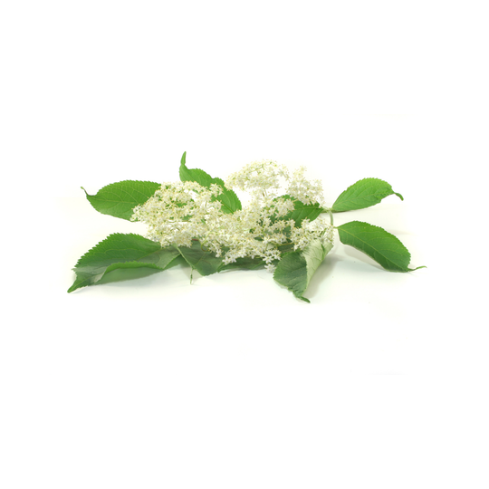 elderflowers for tree naturals hair growth oil