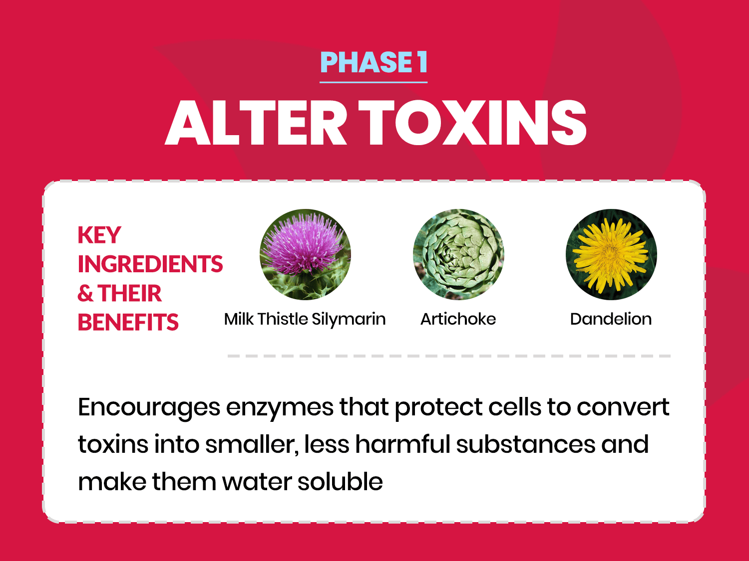 Liver Detox Health Liver Detox Health