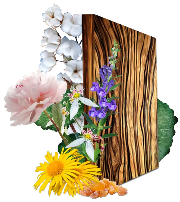 Cotton Tree, Frankincense, Zebrawood, and Strawberry Begonia