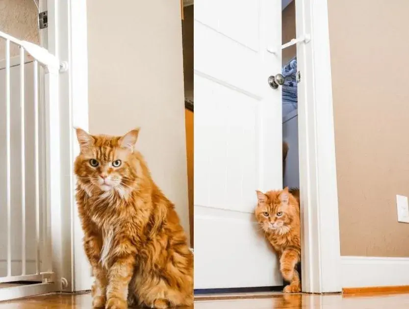 Two images of a cat curiously looking at a door with a cat door strap visible in the frame.