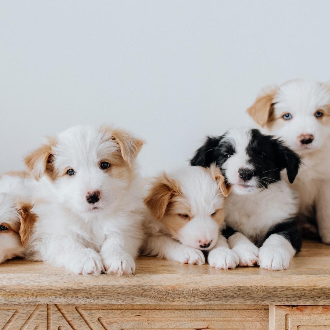 Pack of dog puppies