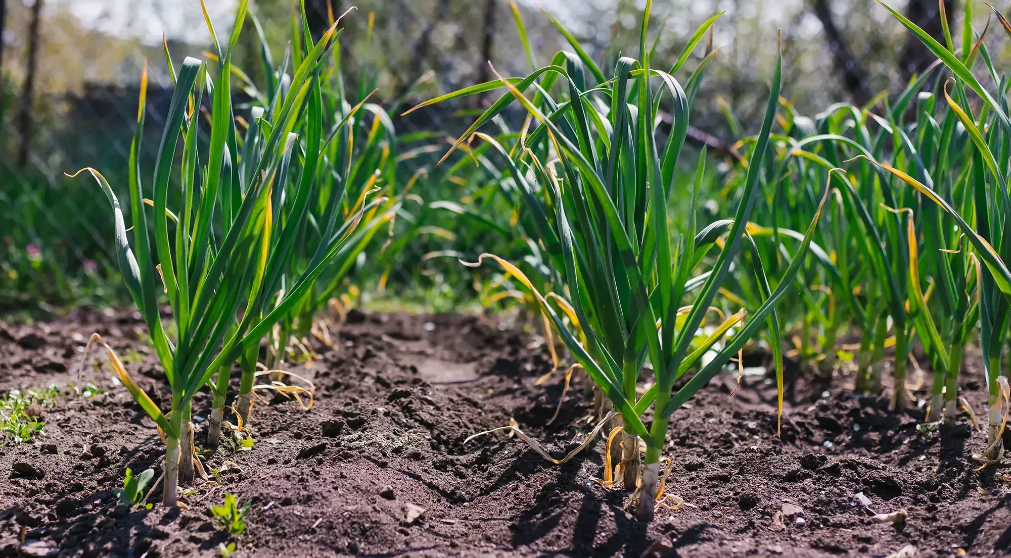 Garlic plants growing in garden soil in neat rows outdoors.