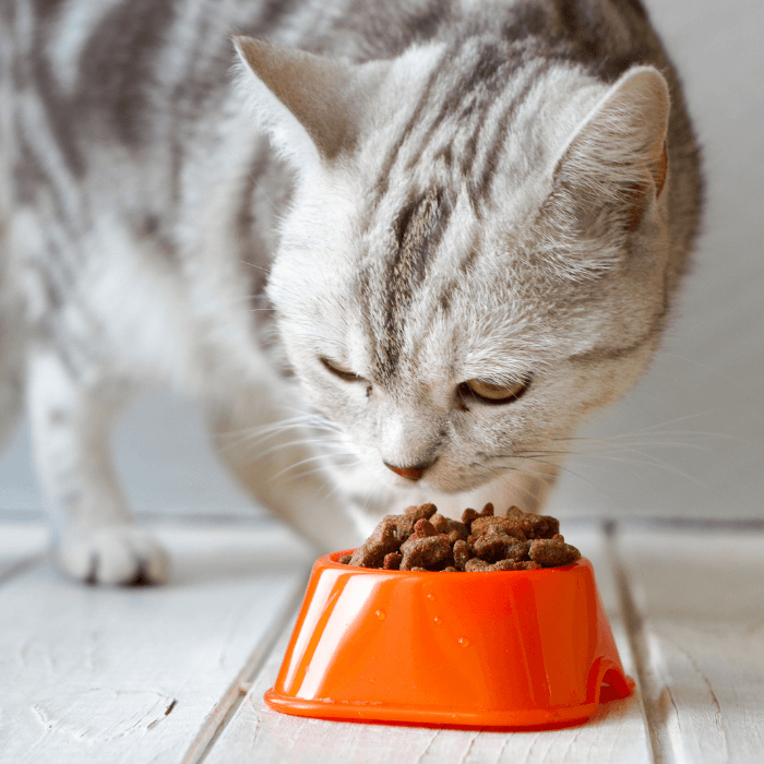 Homemade pureed cat food best sale