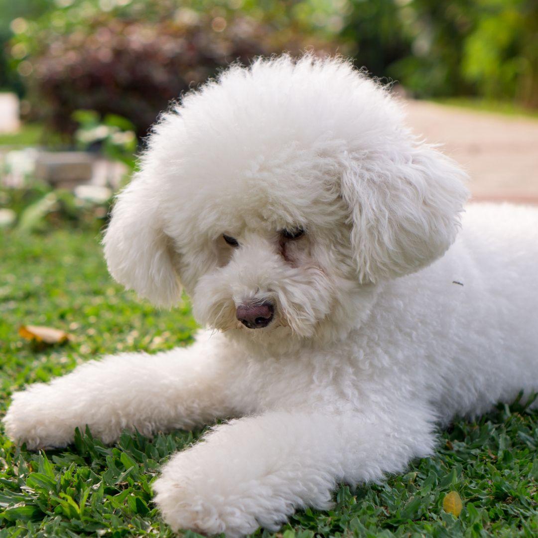 Fluffy white Toy Poodle