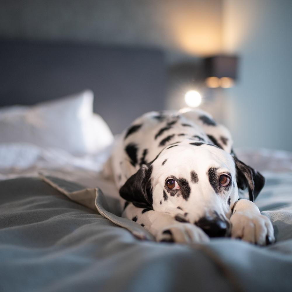 Dalmatian dog on white soft comfortable bed.