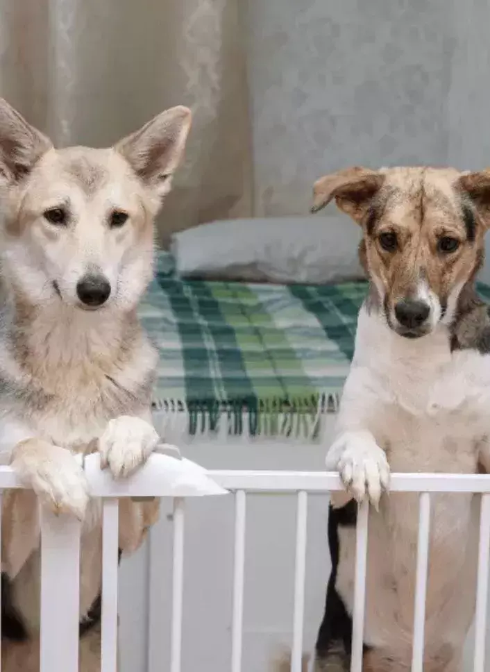 pet behind pet gate