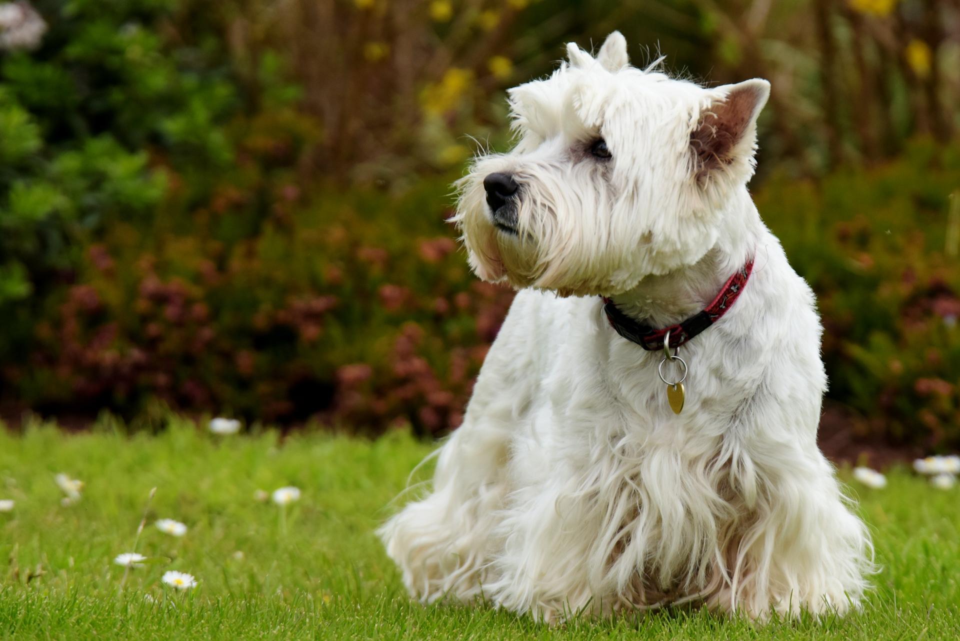 West Highland White Terrier Dog