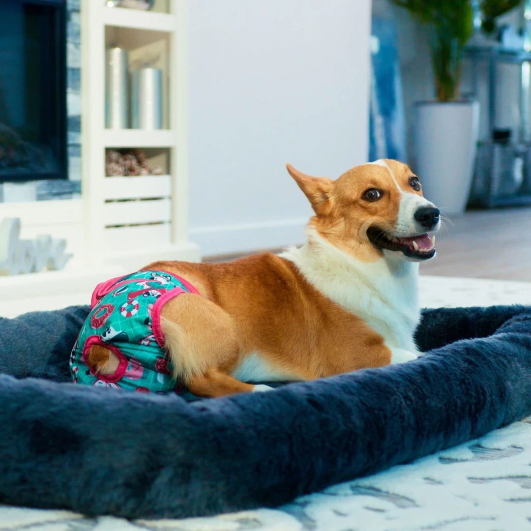 A corgi dog laying down on a dog bed and wearing a reusable dog diaper