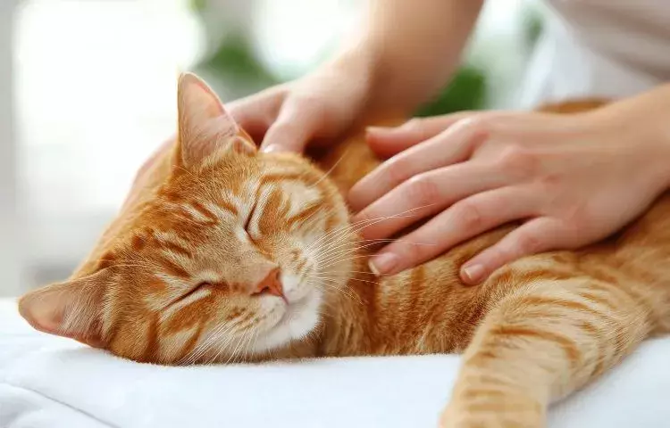 how to pick the right door buddy setup for your home