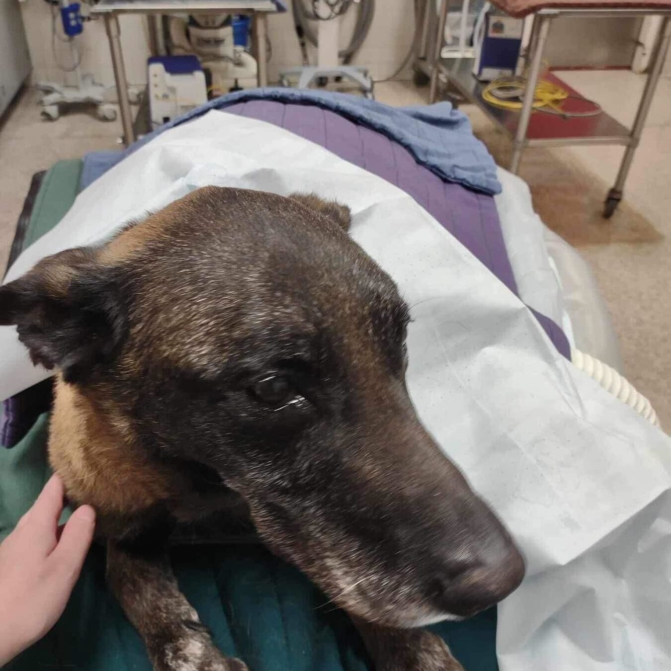 Project K-9 Hero's Program Member is out of surgery.