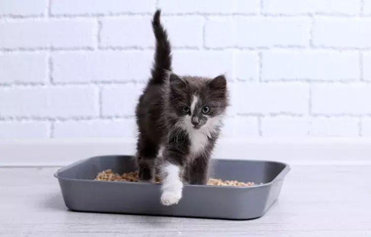 how to keep your litter box clean