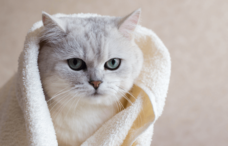 The Door Buddy - Blog - Tips for Cat Owners