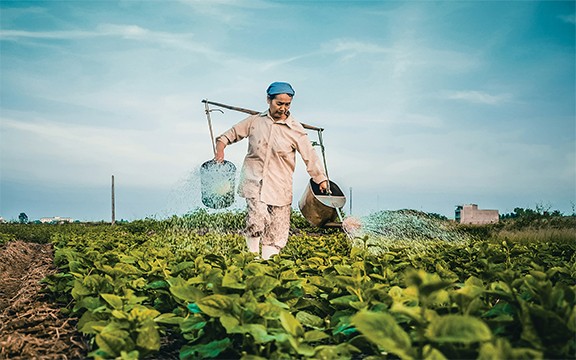 cultivation of tobacco