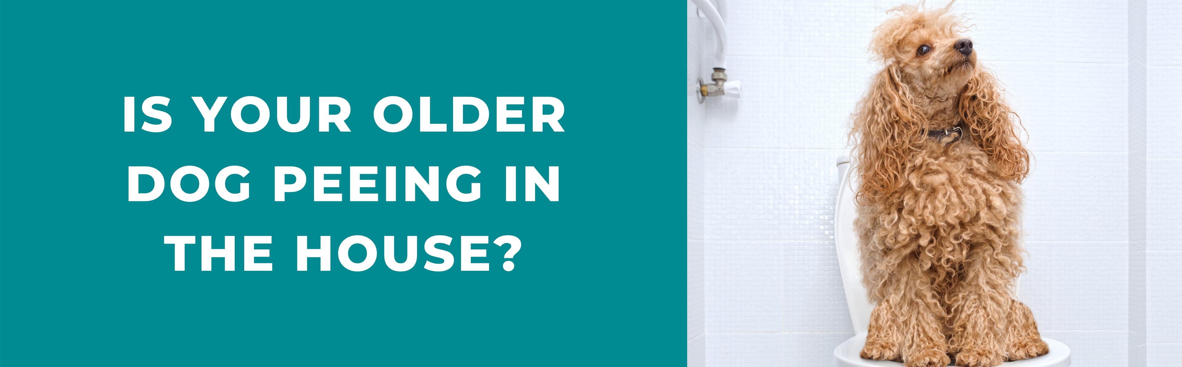 Is your older dog peeing in the house? Here's why and how to handle it