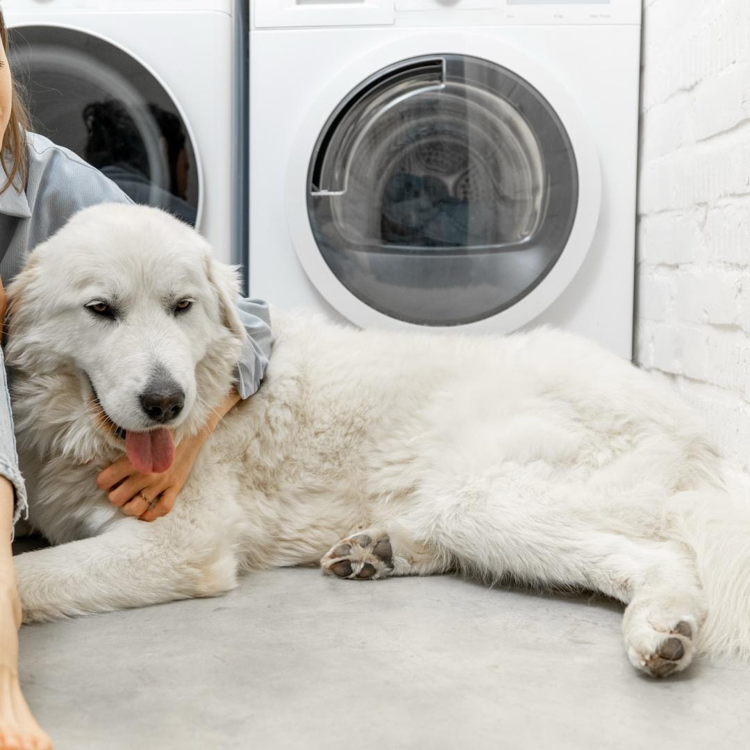 Woman with a dog in the laundry at home