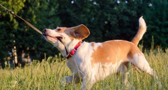 Dog pulling leash