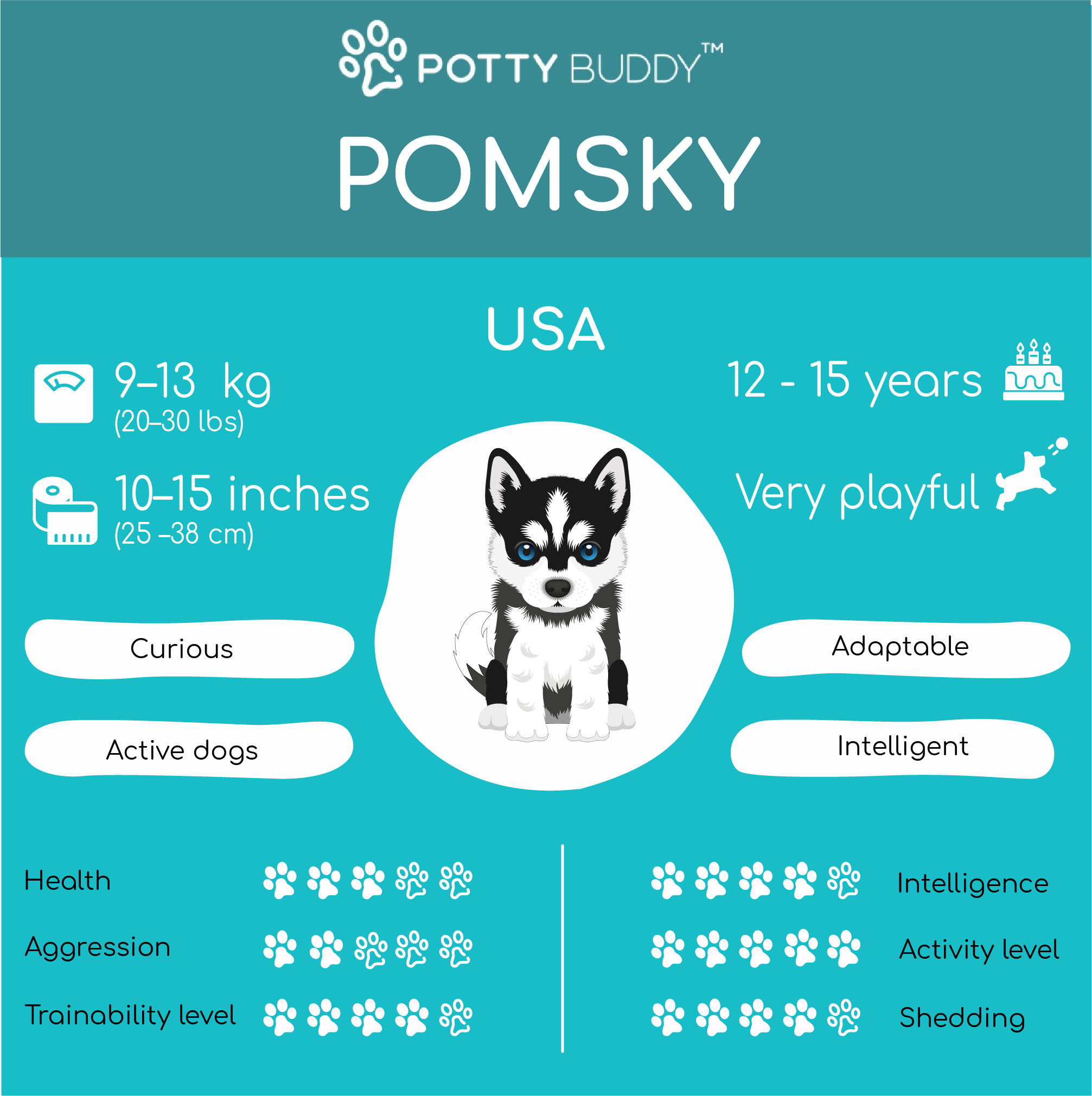 Characteristics of the Pomsky Dog Breed in One Picture