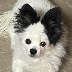 A small black and white dog looking at the camera