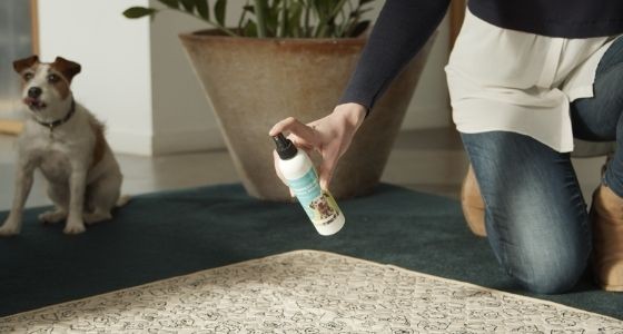 A woman spraying the Potty Buddy Housebreaking Training Spray onto a reusable pee pad