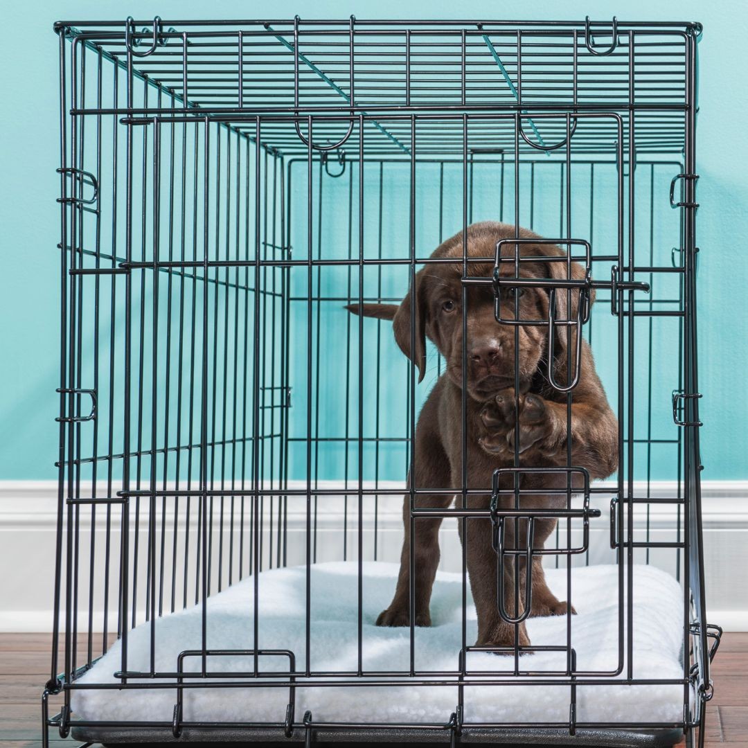 Chocolate labrador puppy pawing at crate