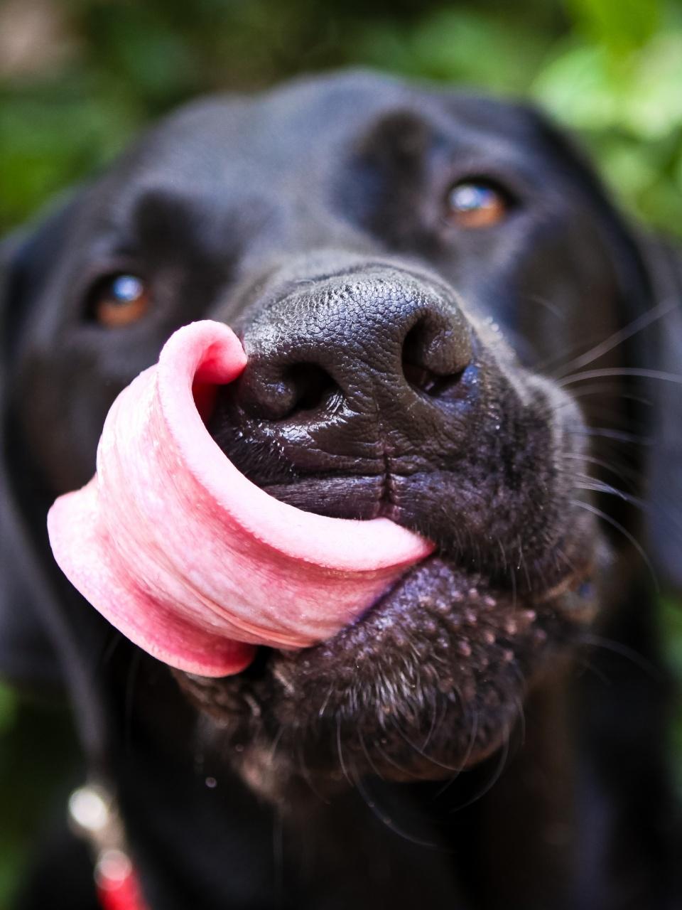 Black Labrador snout closeup with long tongue wrapped up and around the nose in a big lick with a lush green background