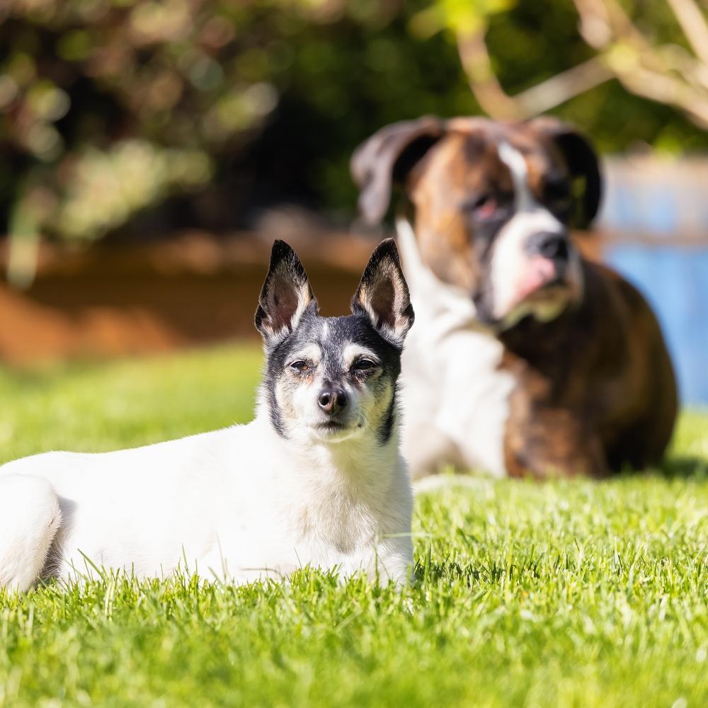 Toy Fox Terrier Dog and Boxer relaxing on grass outside.