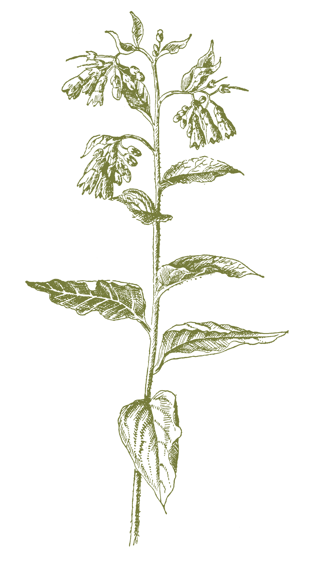 Korijen gaveza (alantoin)