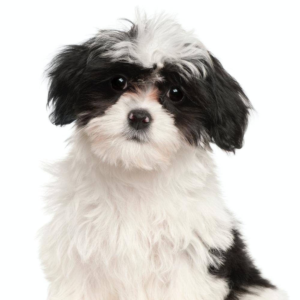 Havanese puppy, 12 weeks old, sitting in front of white background