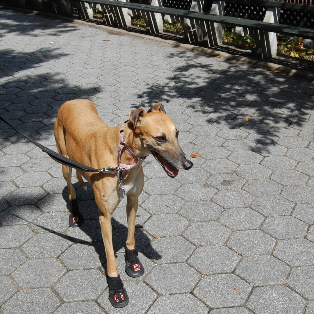 Dog with boots walking on a concrete road