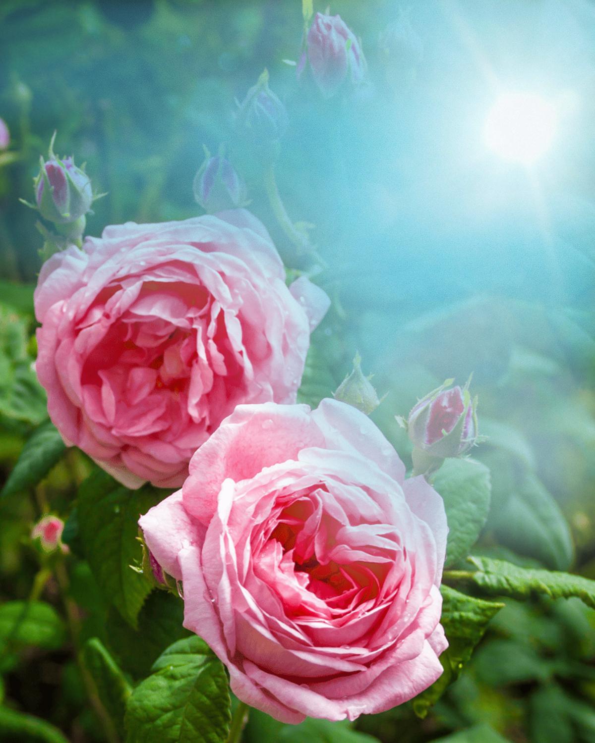 Turkish Rose LMR and Turkish Rose Absolute LMR