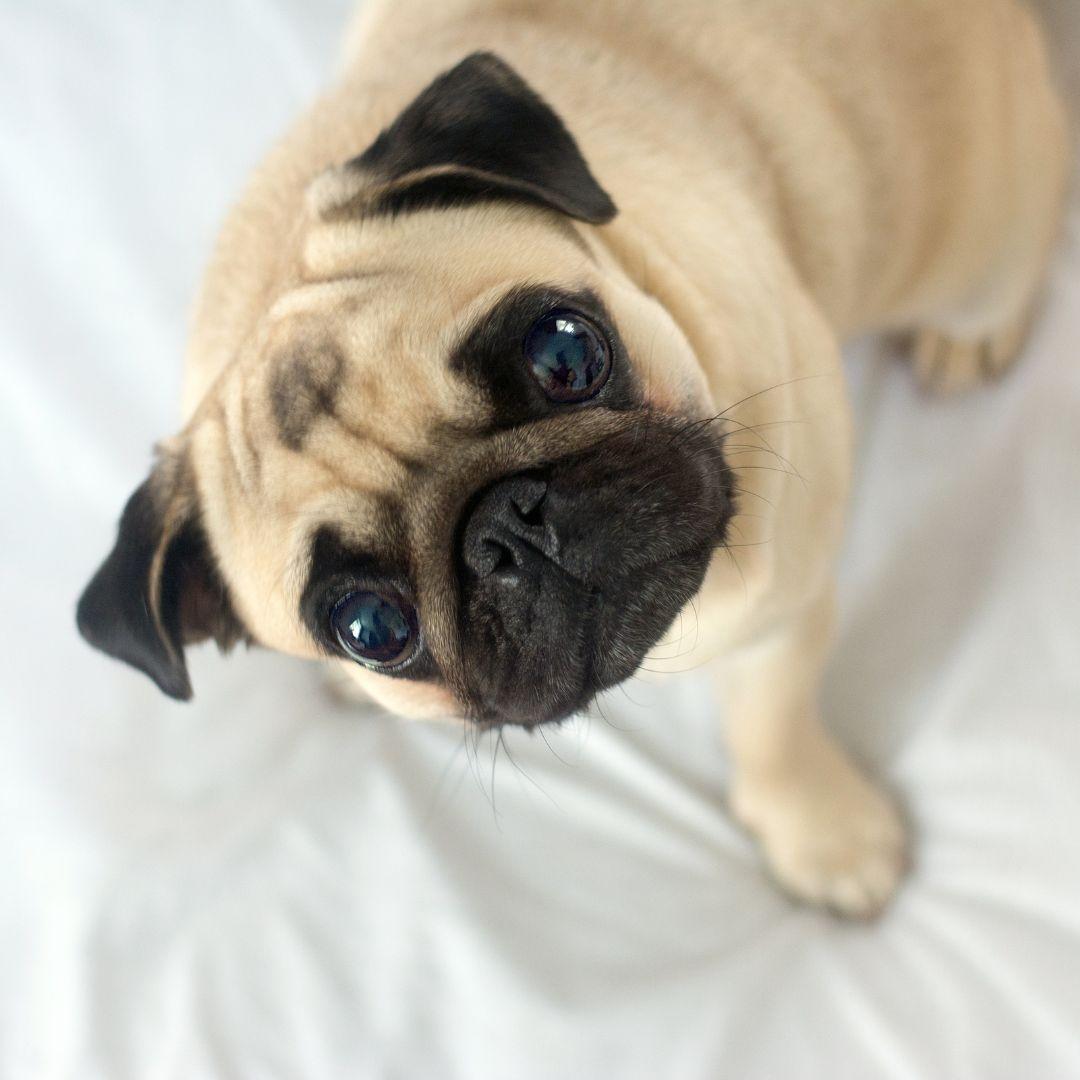 How to Stop a Dog From Barking and Whining When They're Left Alone