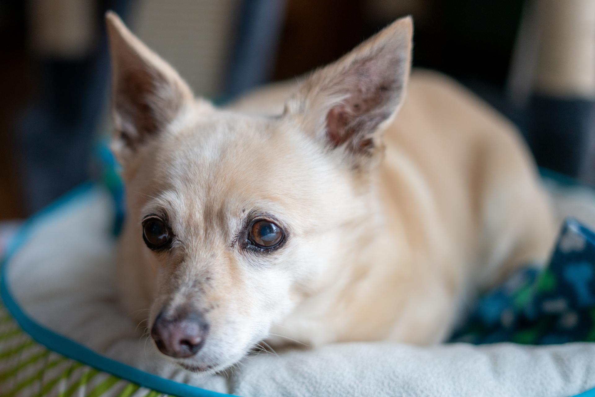 Sweet puppy face of a chiweenie