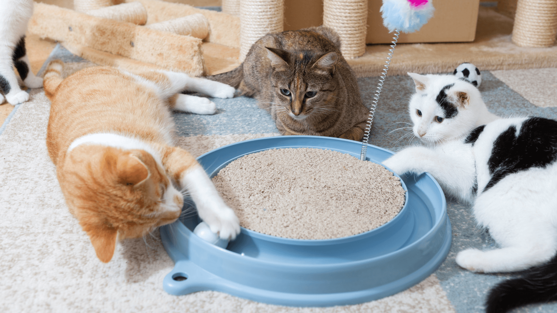 The Benefits of Playing with Your Cat Door Buddy