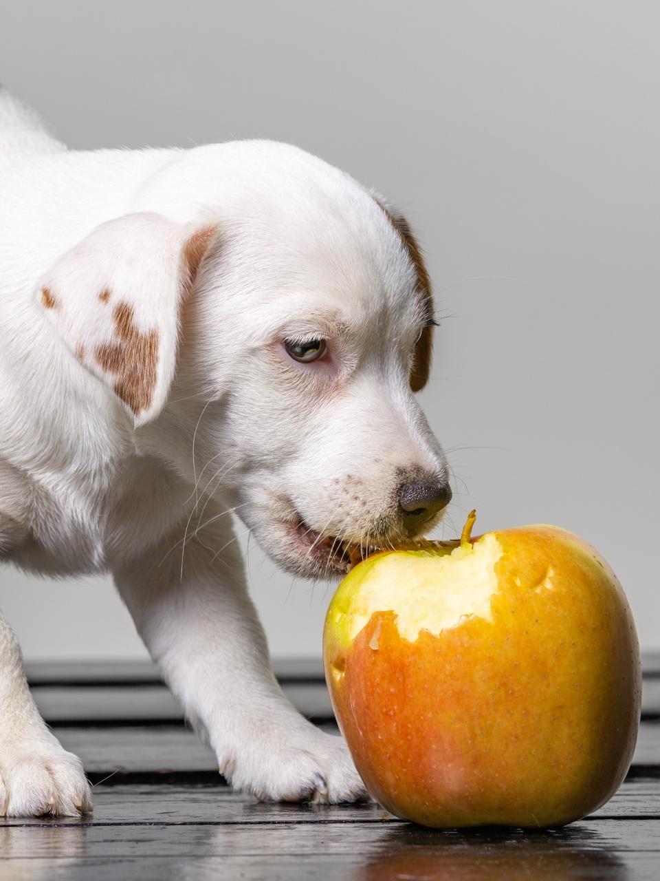 Little cute jack russel puppy licks big apple. Beautiful dog tasting the apple.