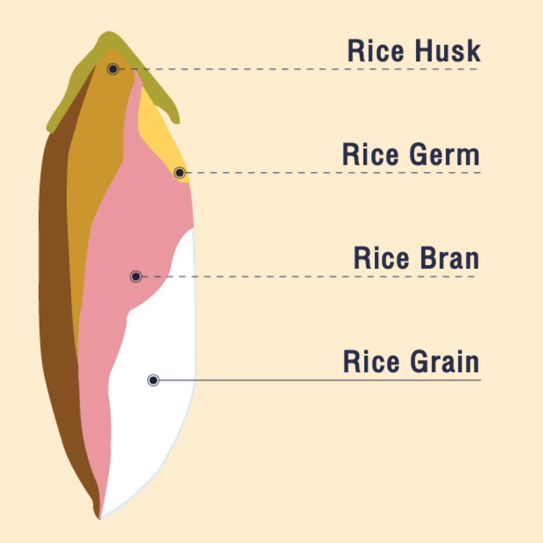 Rice Hulls / Husks for Plants & Gardening Soil Amendment (1.5 lbs & 50 ...