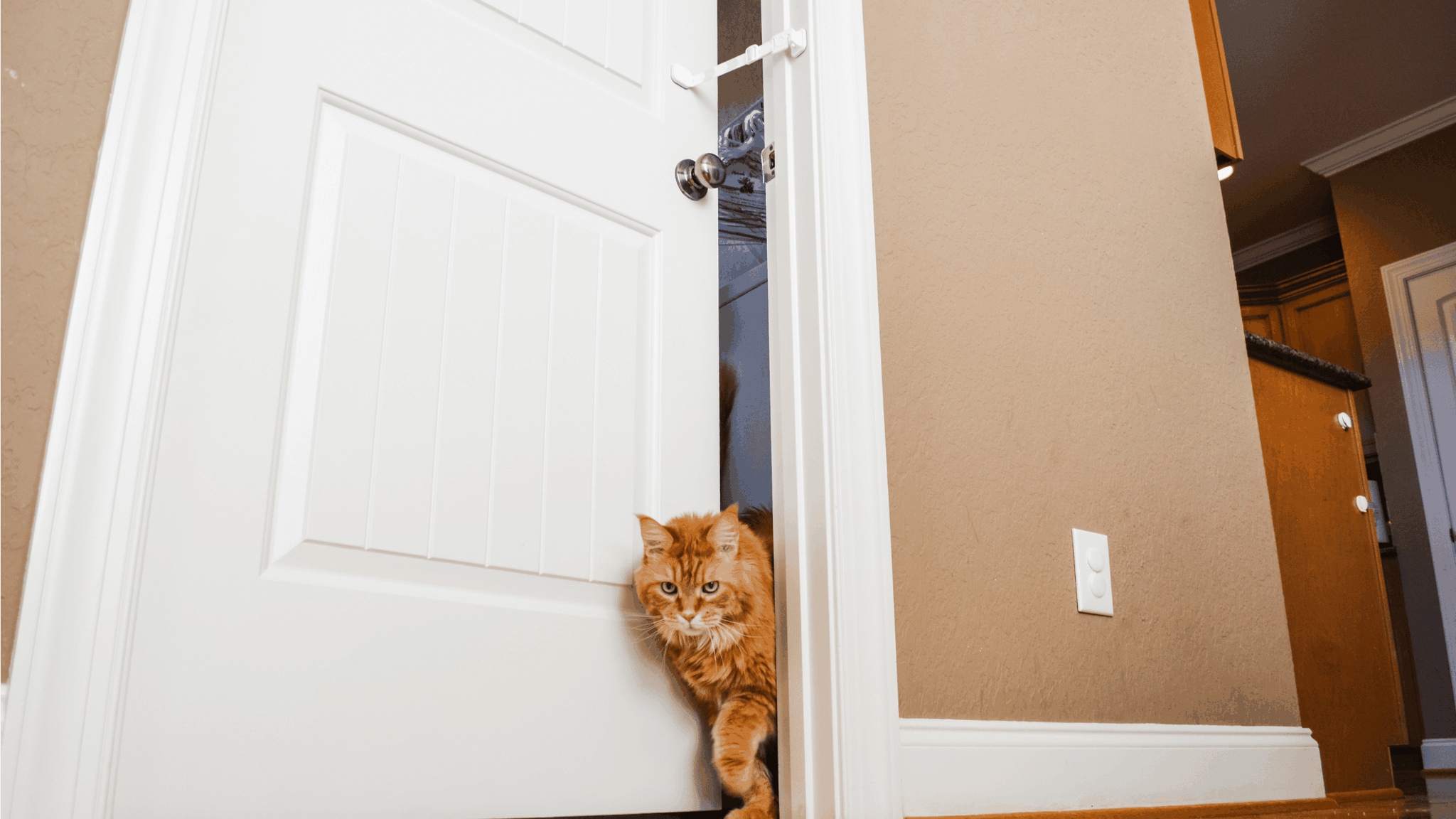 3 Reasons Why cats Hate Closed Doors Door Buddy