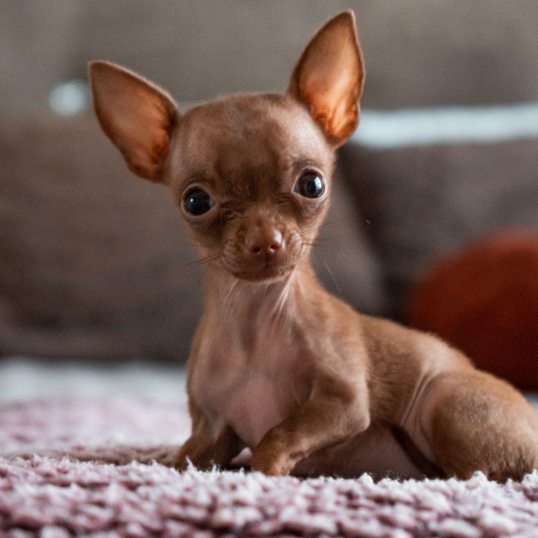 Short haired Chihuahua