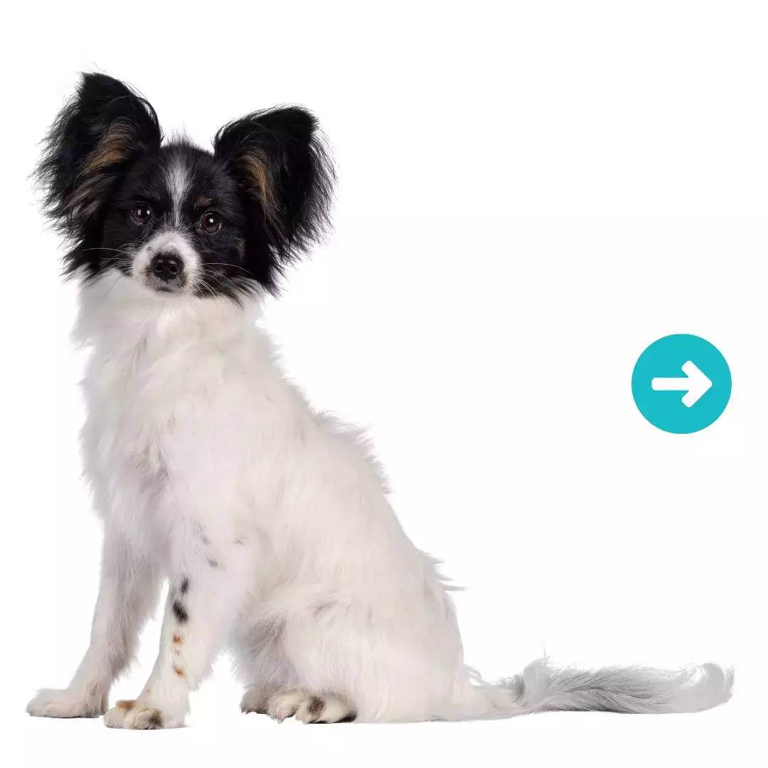 Cute puppy stick out his tongue