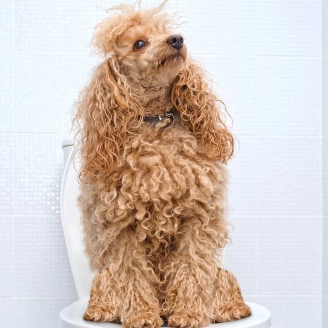 Dog sitting on toilet
