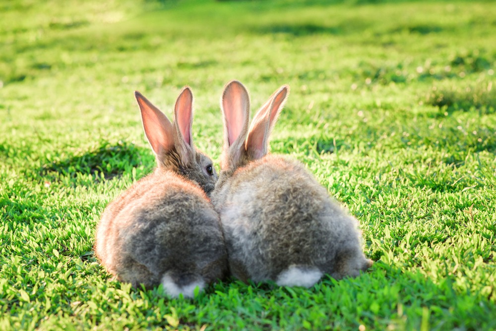 rabbit exercise