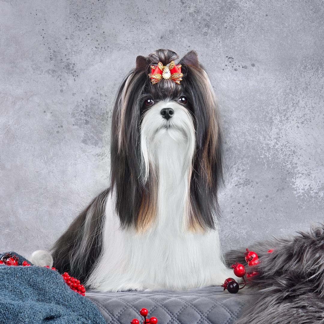 Adorable Biewer Terrier with red bow